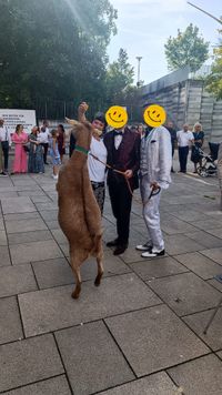 Regenbogenhochzeit